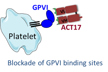 GPVI ACT17 Blockade of GPBI binding sites